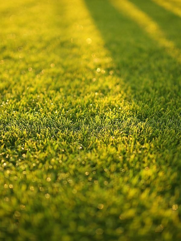 blur-bokeh-close-up-depth-of-field-572007-scaled